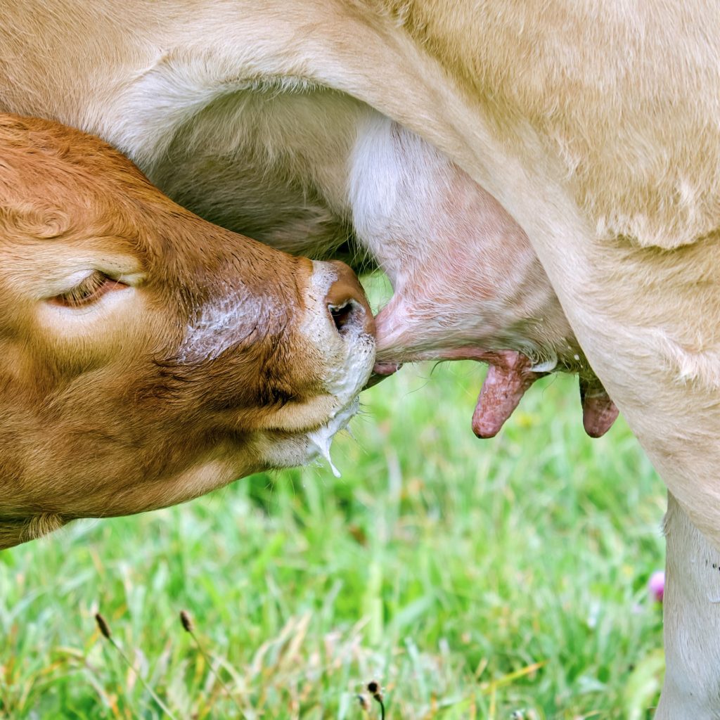 Bezerro mamando leite da vaca